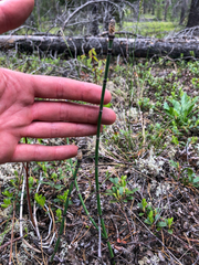 Equisetum × trachyodon