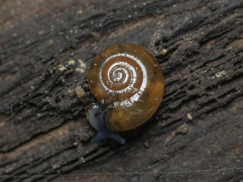 Garlic Snail