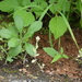 Gnaphalium japonicum - Photo (c) Aaron Liston, algunos derechos reservados (CC BY), subido por Aaron Liston