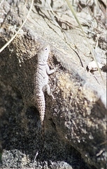 Oplurus