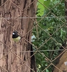 Sporophila nigricollis