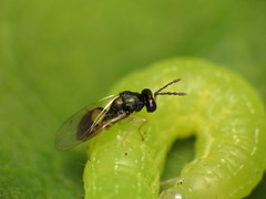 Eulophinae