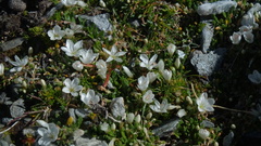 Montia sessiliflora