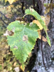 Betula neoalaskana