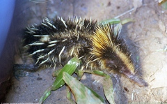 Hemicentetes semispinosus