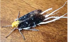 Cerogenes auricoma
