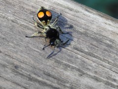 Hoplomutilla spinosa