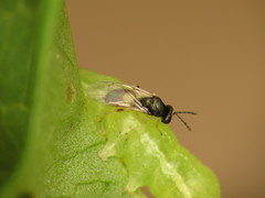 Eulophinae