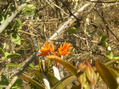 Guarianthe aurantiaca