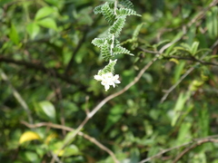 Osteomeles subrotunda
