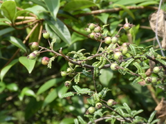 Osteomeles subrotunda