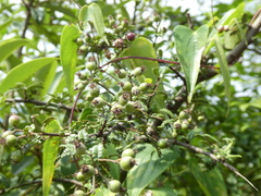 Osteomeles subrotunda