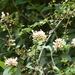Abelia chinensis - Photo (c) Aaron Liston, algunos derechos reservados (CC BY), uploaded by Aaron Liston