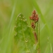 Common Sorrel - Photo (c) AnneTanne, some rights reserved (CC BY-NC-SA)
