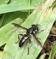 Quichuana
