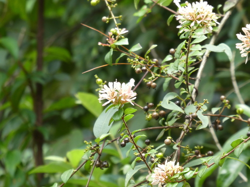 Image of Abelia chinensis by (c) Aaron Liston, some rights reserved (CC BY)