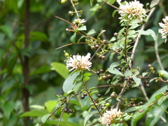 Abelia chinensis