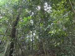 Liquidambar chinensis