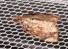 Crocidolomia suffusalis