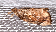 Crocidolomia suffusalis