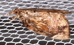 Crocidolomia suffusalis