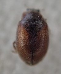 Scymnus suturalis