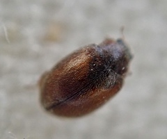 Scymnus suturalis
