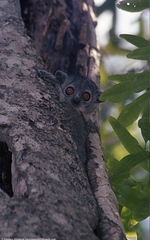 Lepilemur leucopus