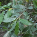 Antidesma japonicum - Photo (c) Aaron Liston, algunos derechos reservados (CC BY), subido por Aaron Liston