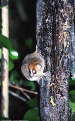 Microcebus murinus