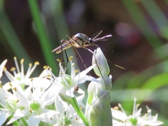 Toxorhynchites rutilus septentrionalis