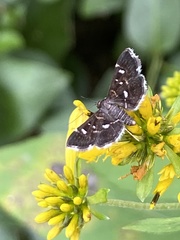Diathrausta