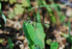 Platycnemis phyllopoda