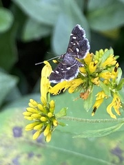 Diathrausta