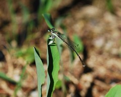 Platycnemis phyllopoda