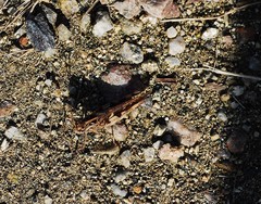 Oedaleus infernalis