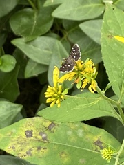 Diathrausta