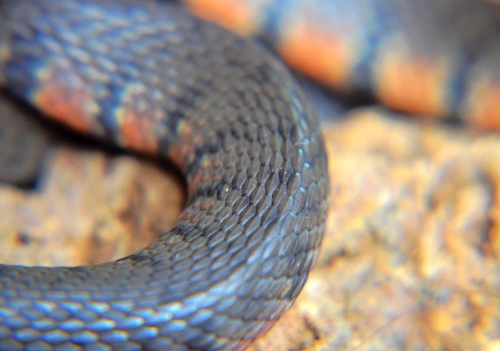 Ringed Water Snake