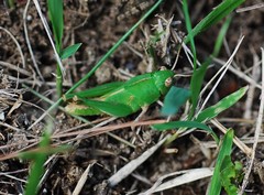 Locusta migratoria