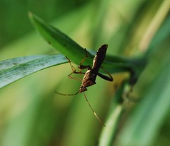 Riptortus pedestris