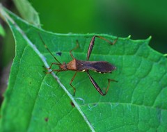 Riptortus pedestris