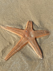 Astropecten aranciacus