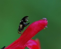 Tephritoidea