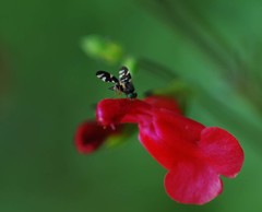 Tephritoidea