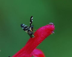 Tephritoidea
