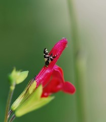 Tephritoidea