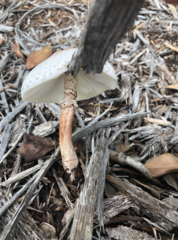 Leucoagaricus americanus