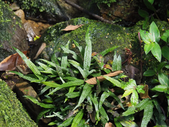 Leptochilus pteropus