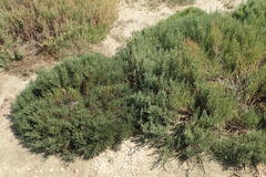 Arthroceras subterminale