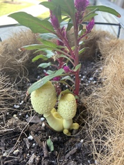 Leucocoprinus birnbaumii